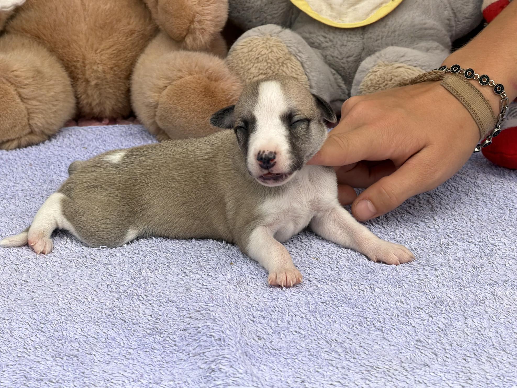 chiot disponible