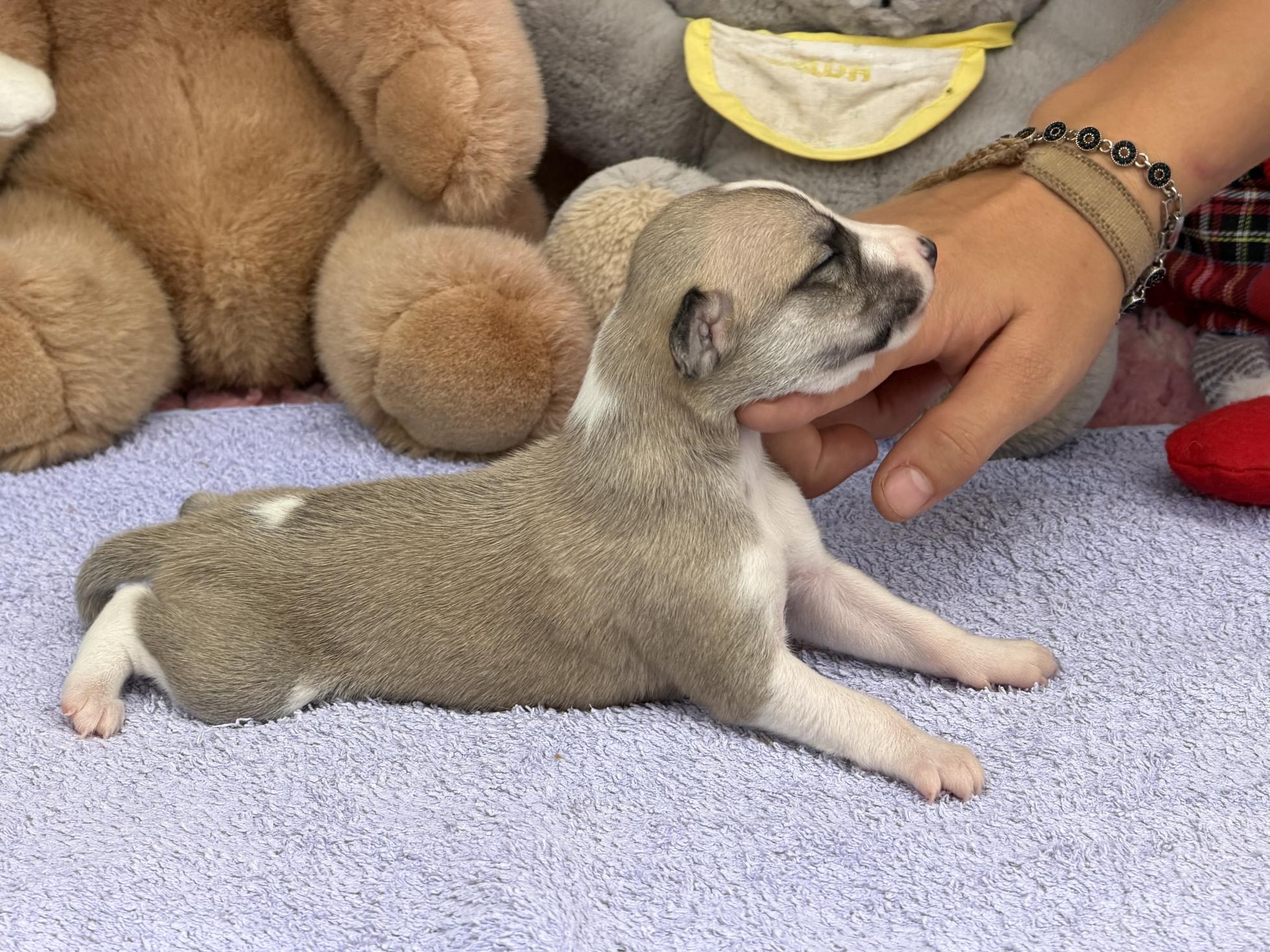 chiot disponible