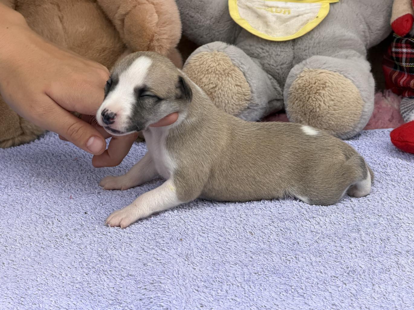 chiot disponible