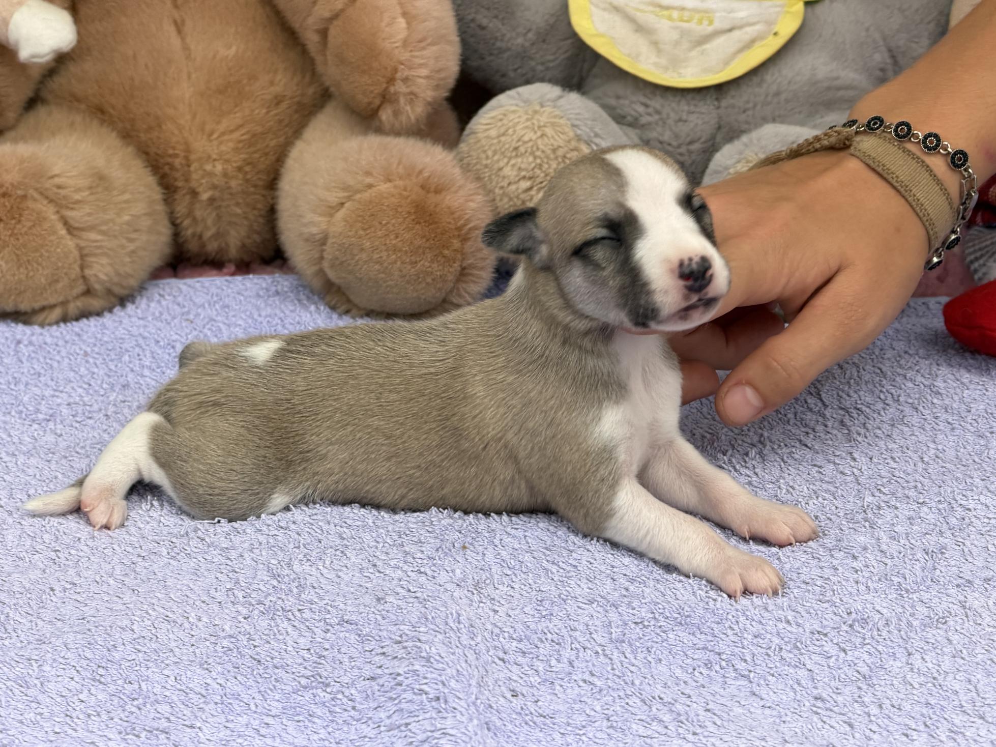 chiot disponible
