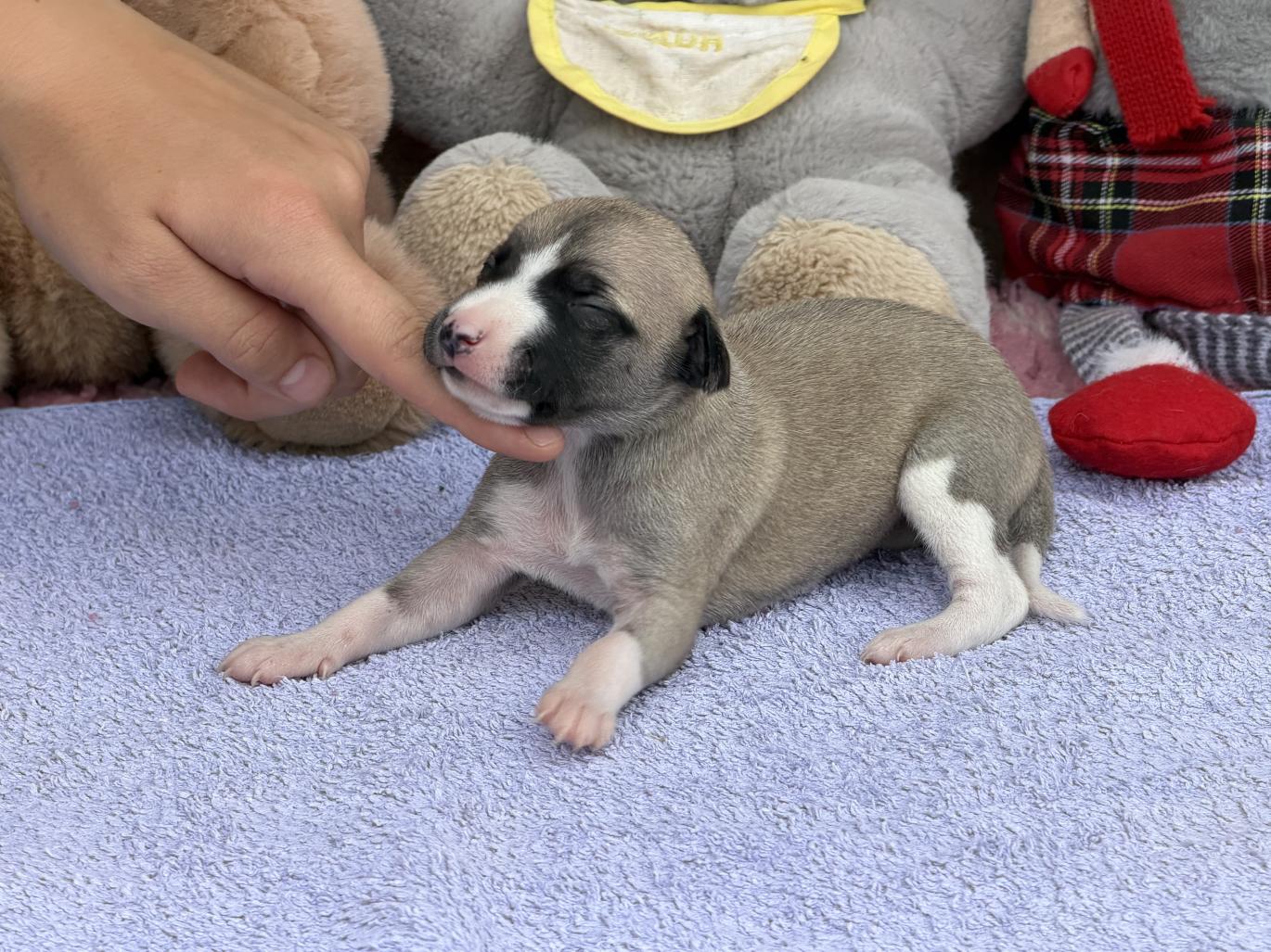 chiot disponible