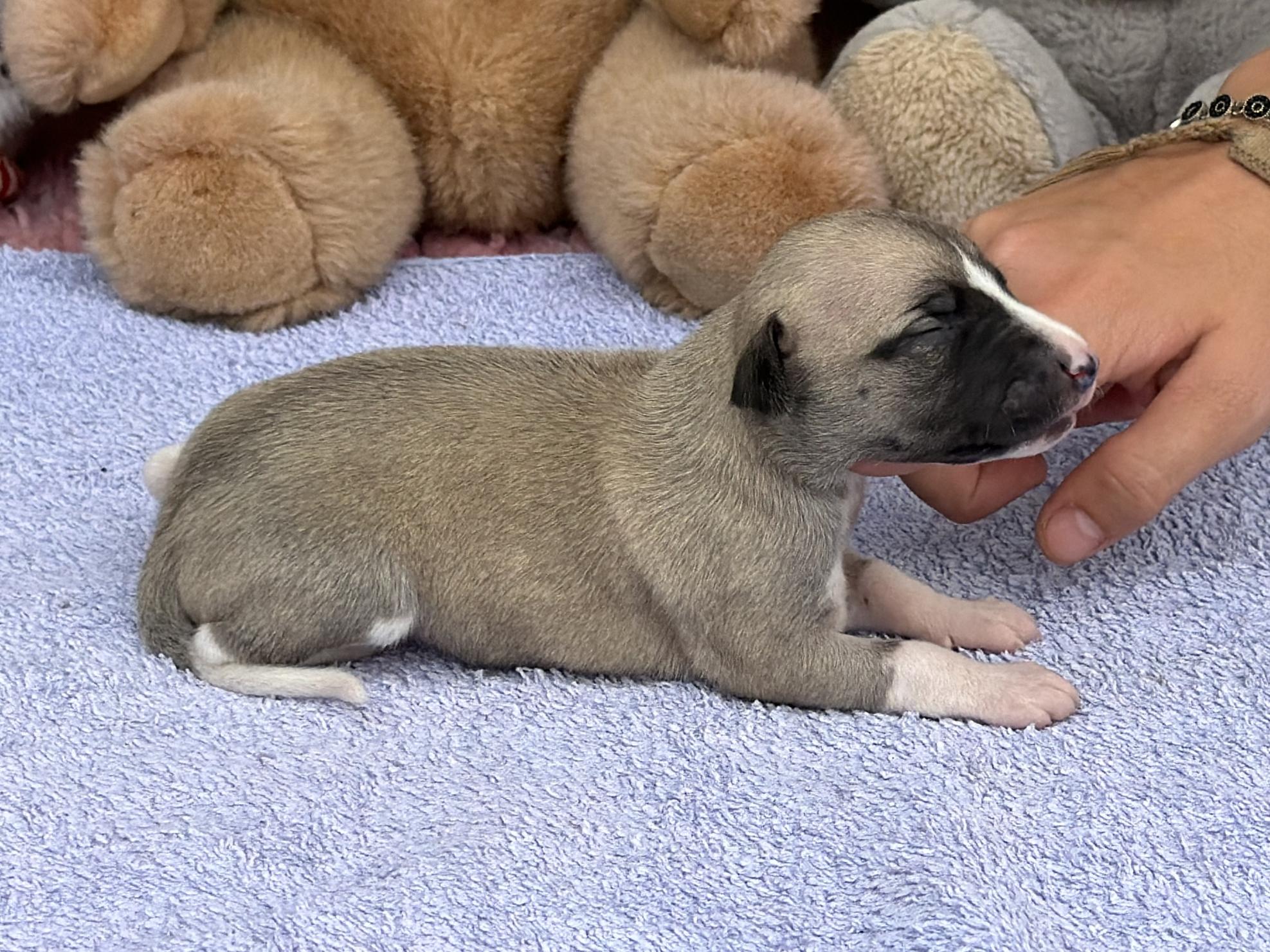 chiot disponible