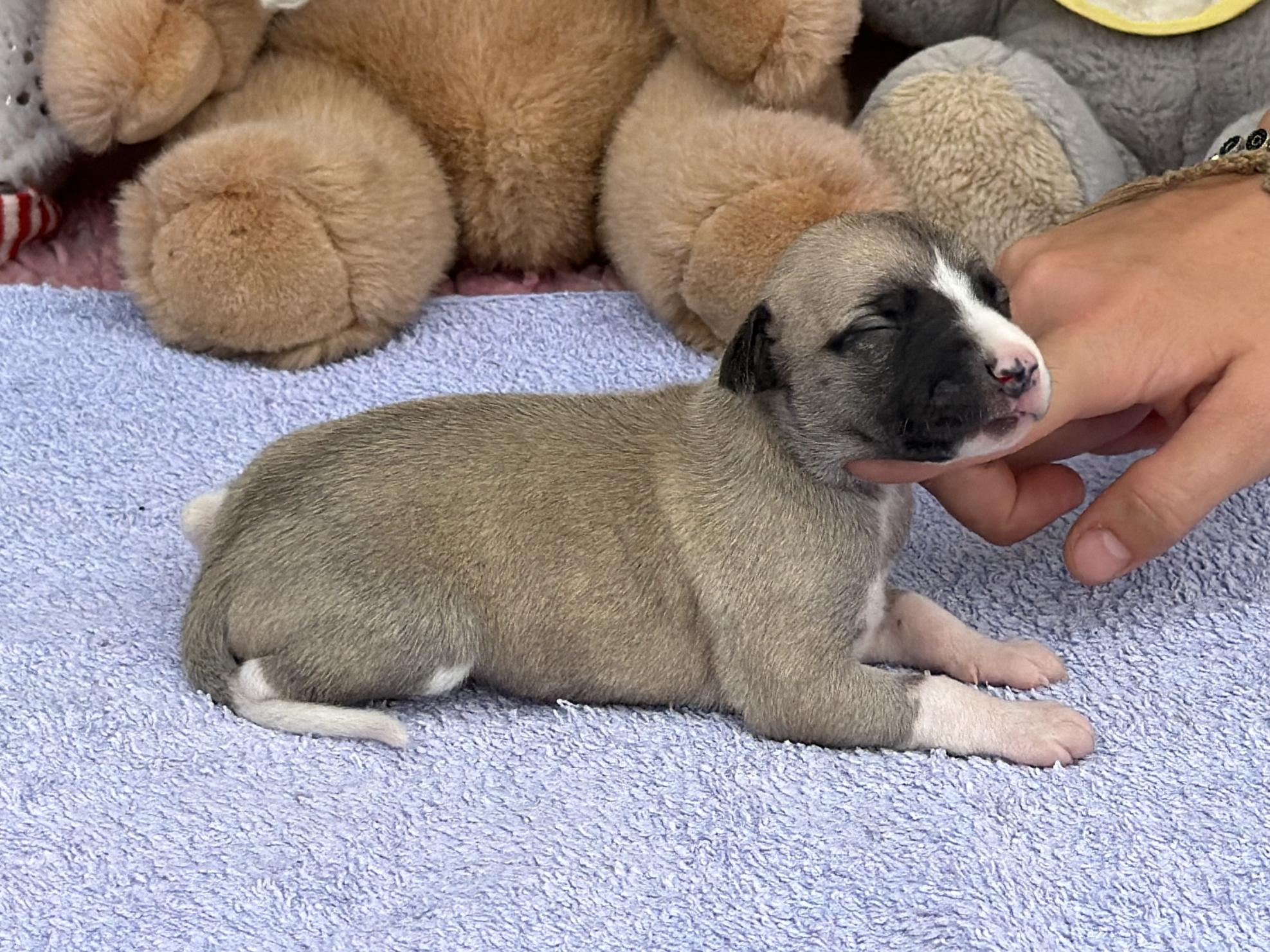 chiot disponible