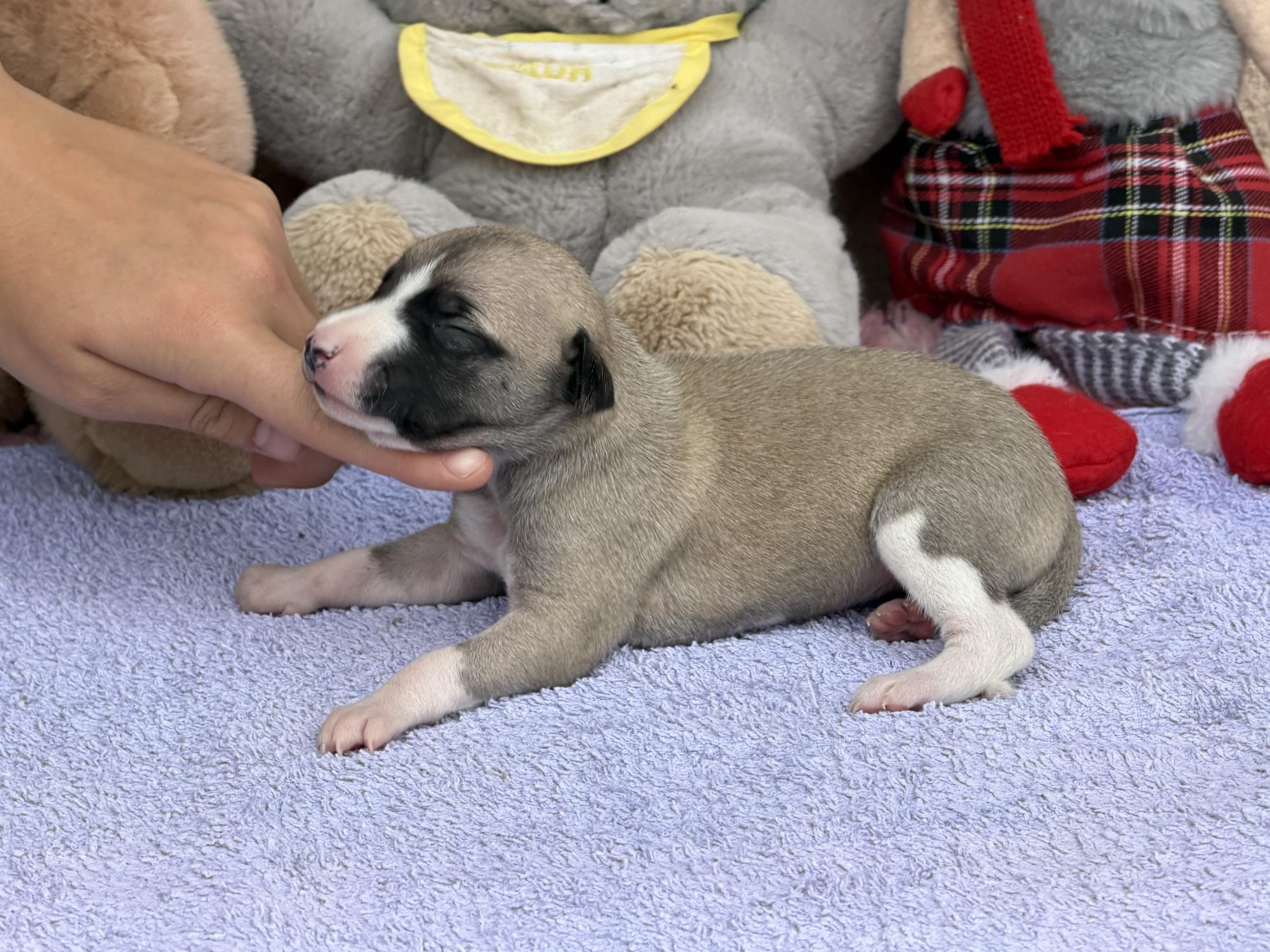 chiot disponible