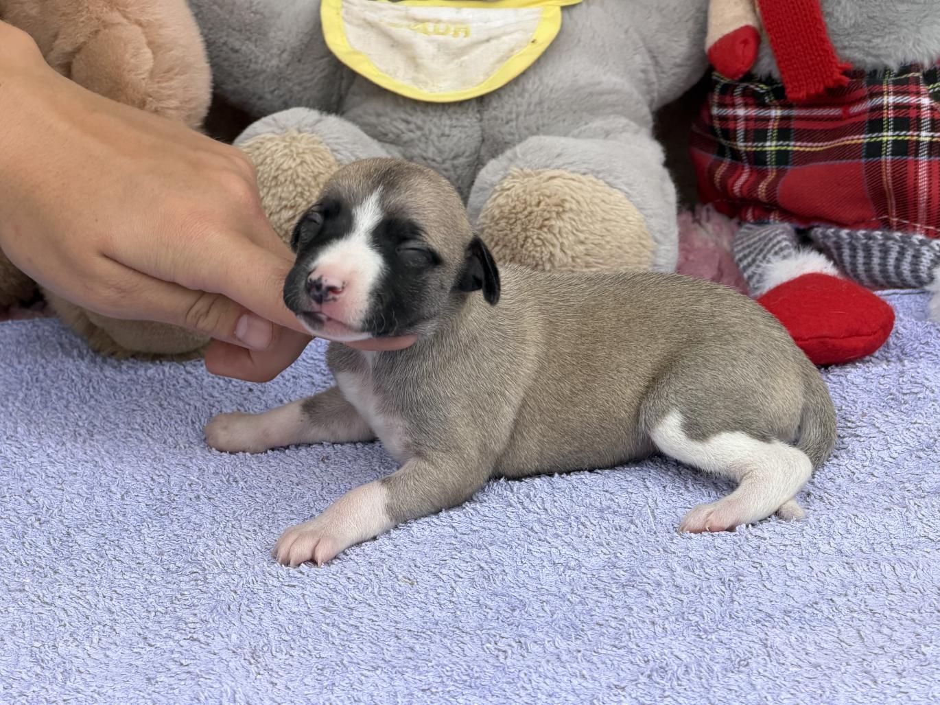 chiot disponible