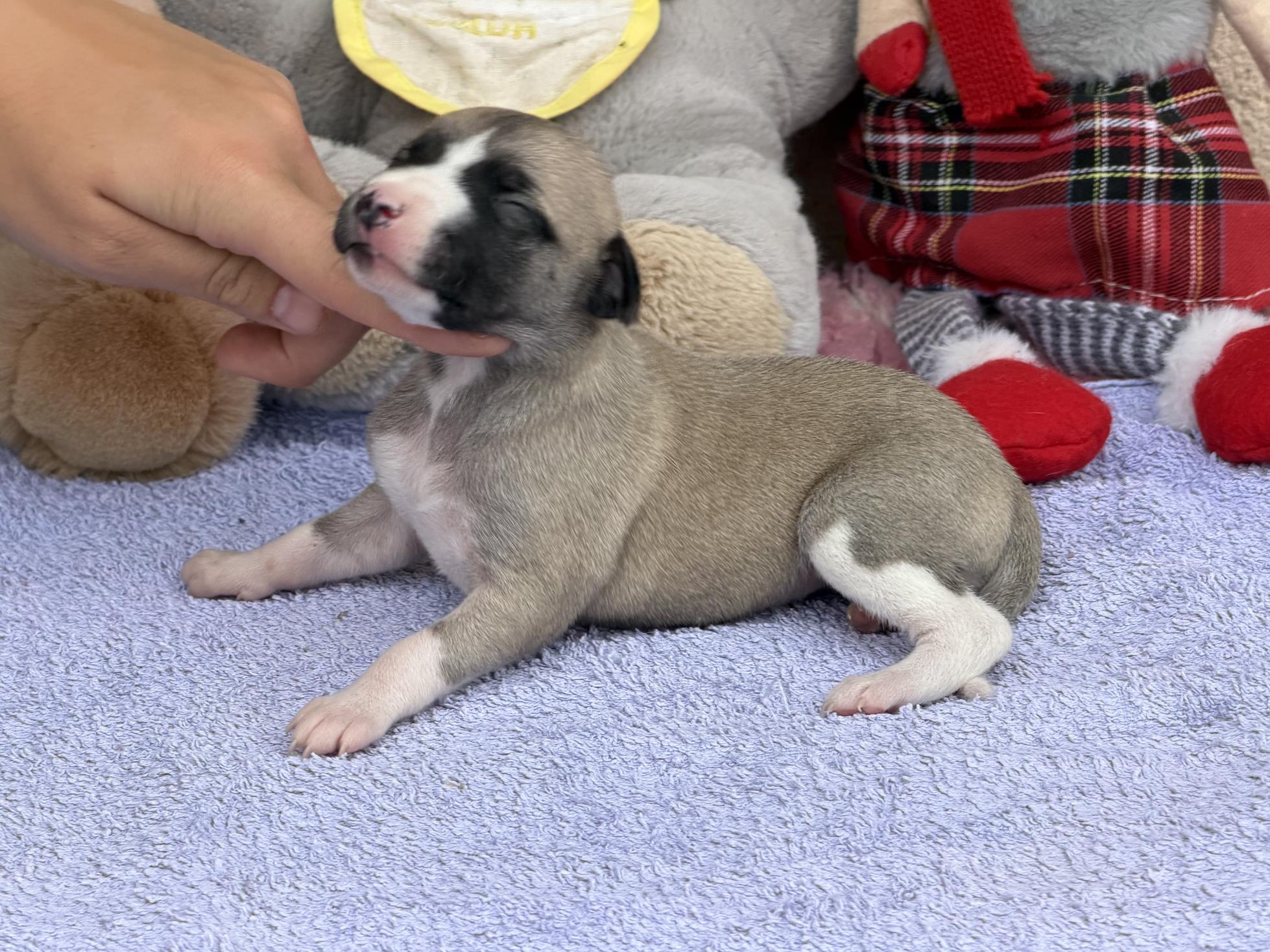 chiot disponible