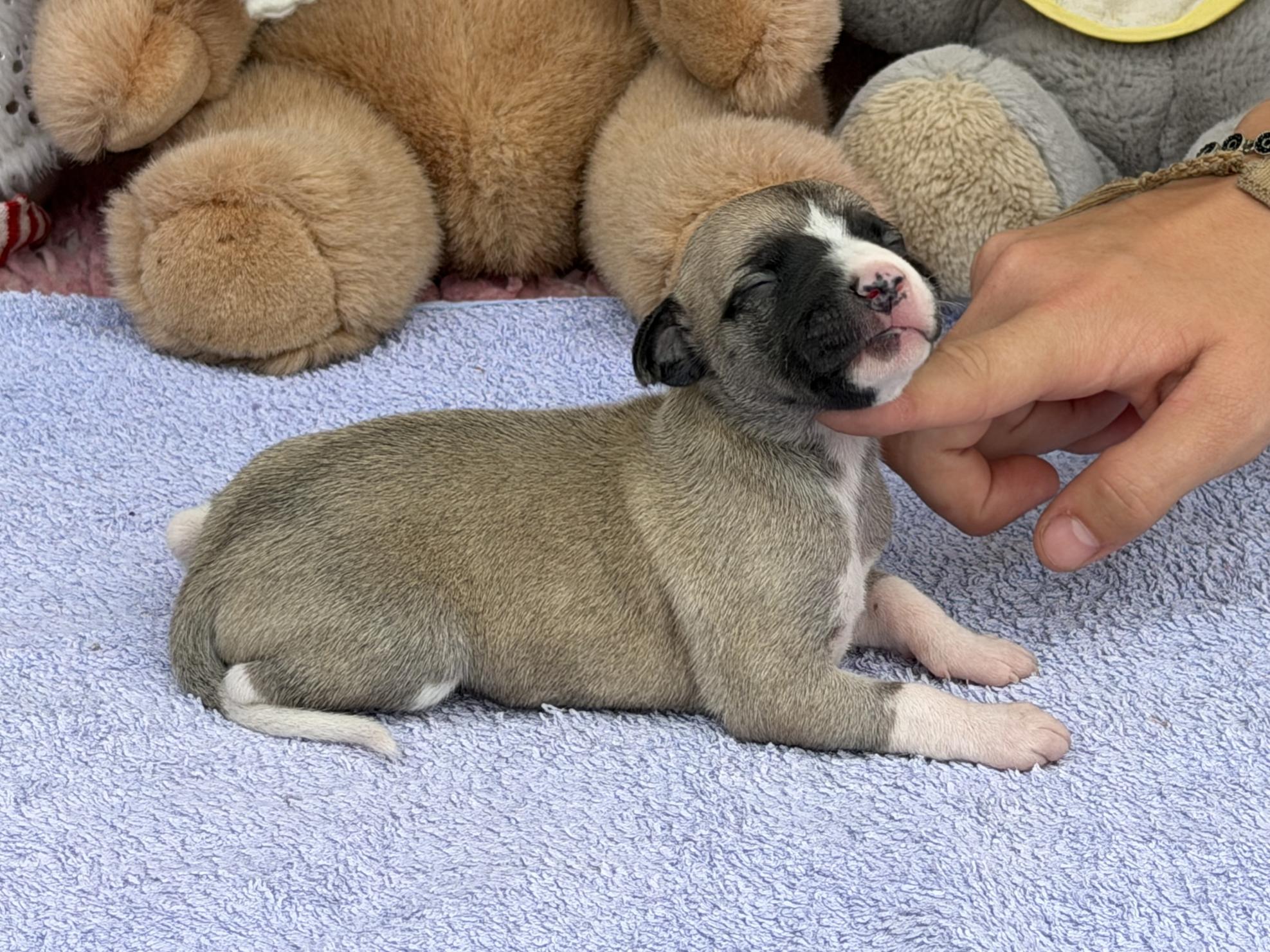 chiot disponible
