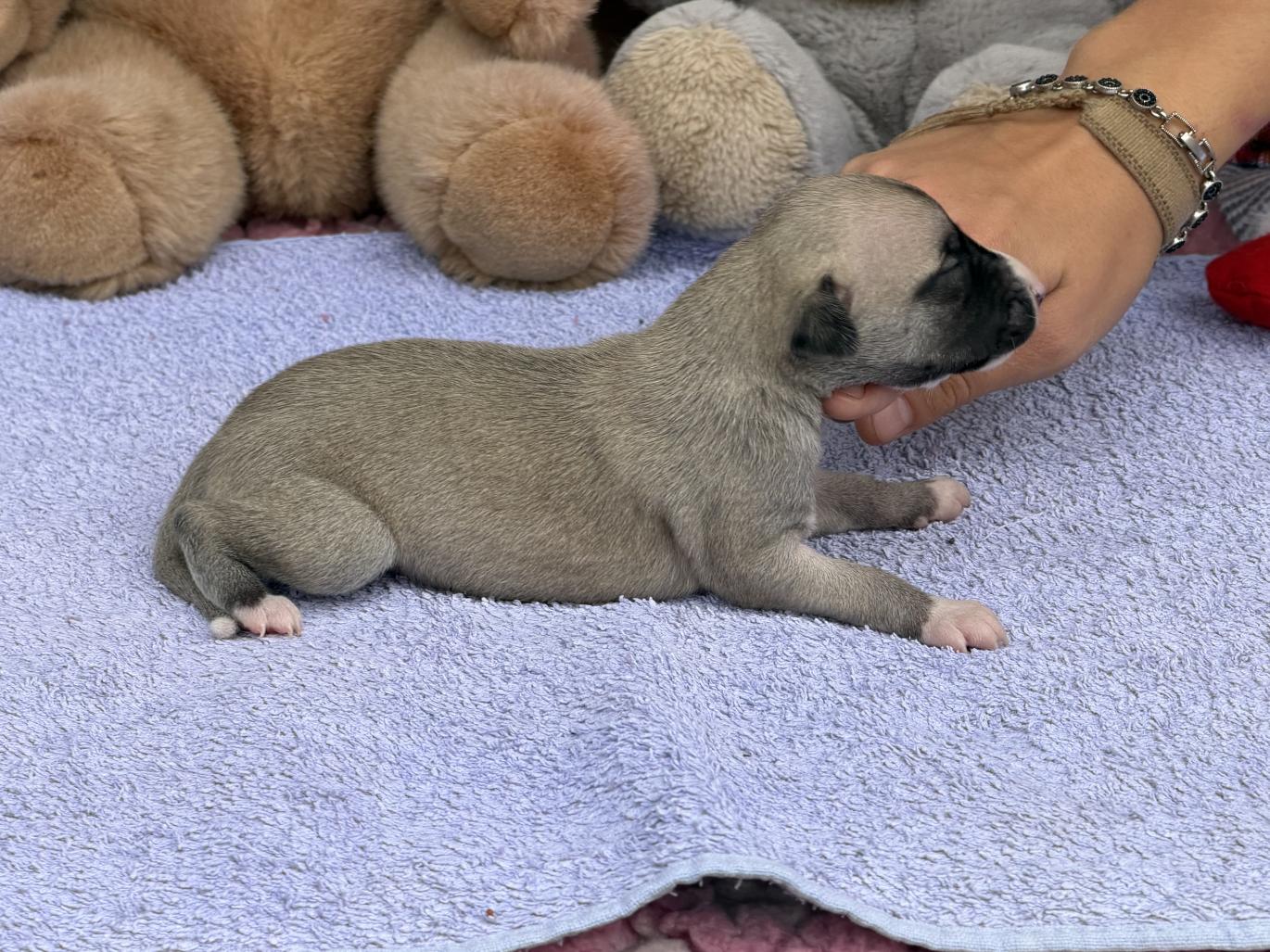 Chiot Whippet Disponible
