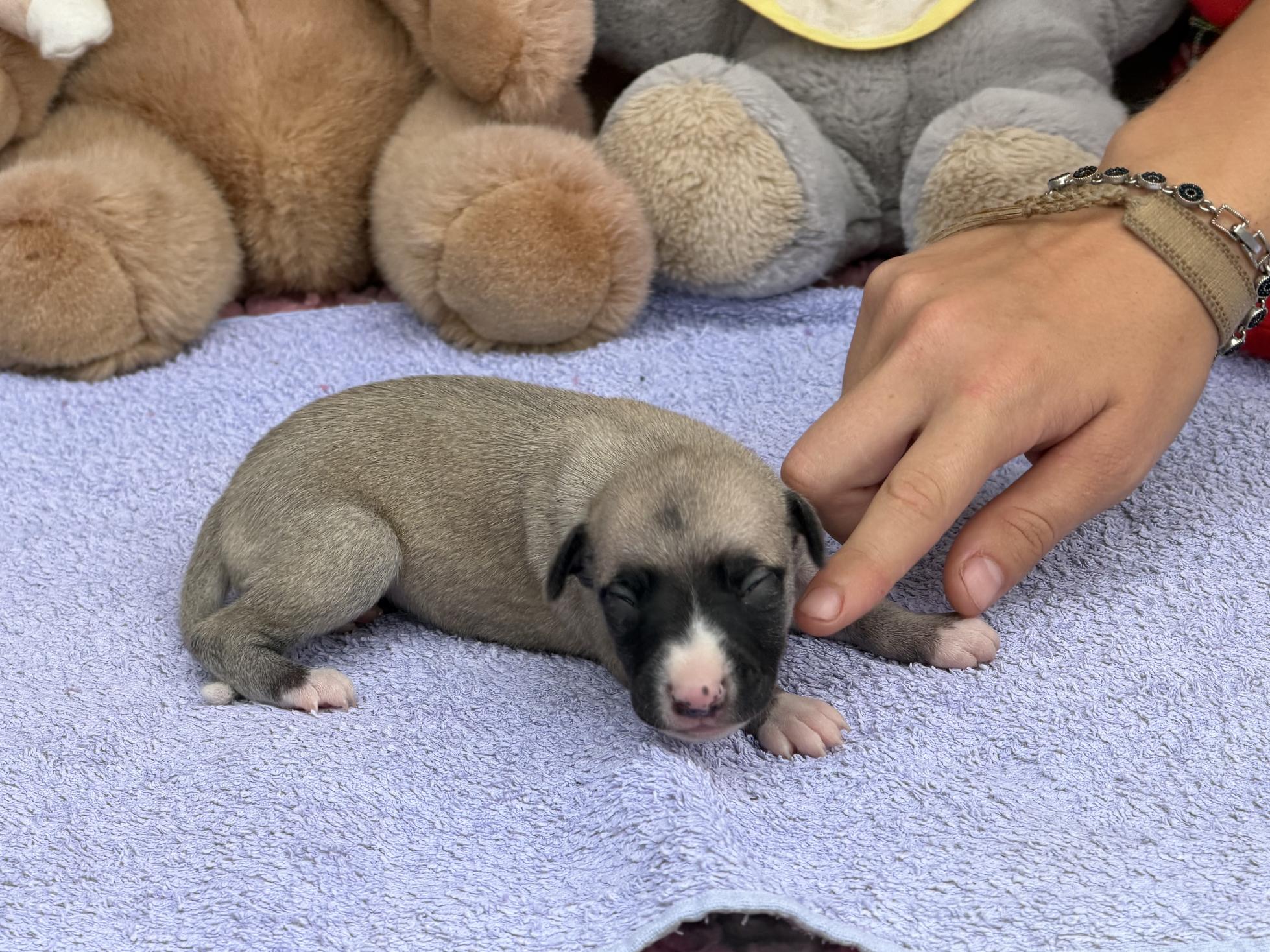 chiot disponible