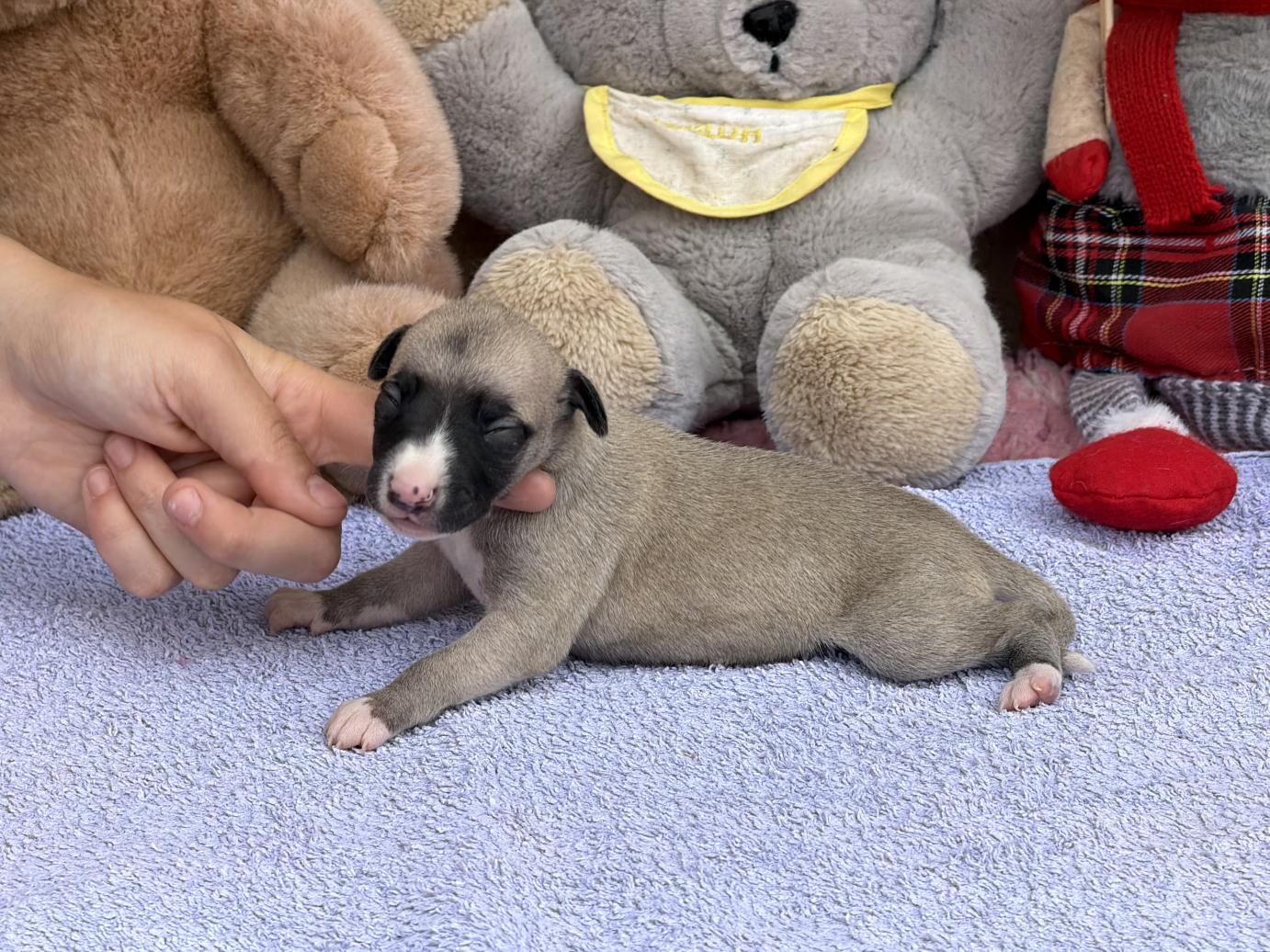 chiot disponible