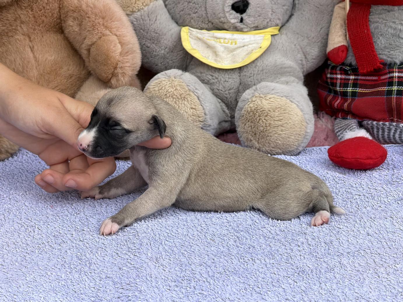 chiot disponible