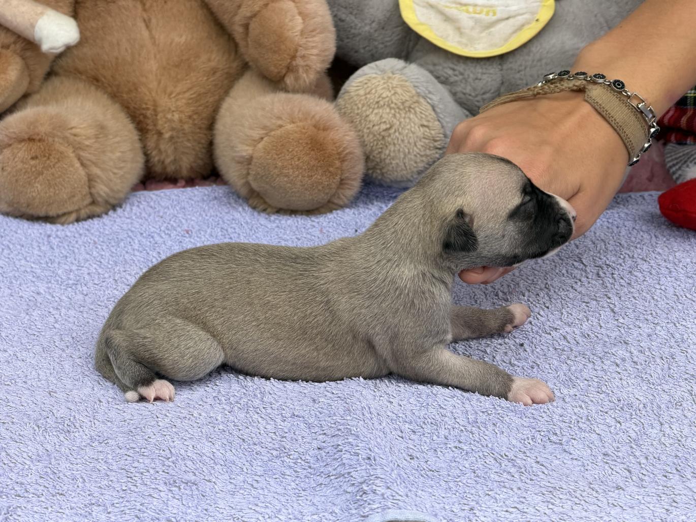 chiot disponible