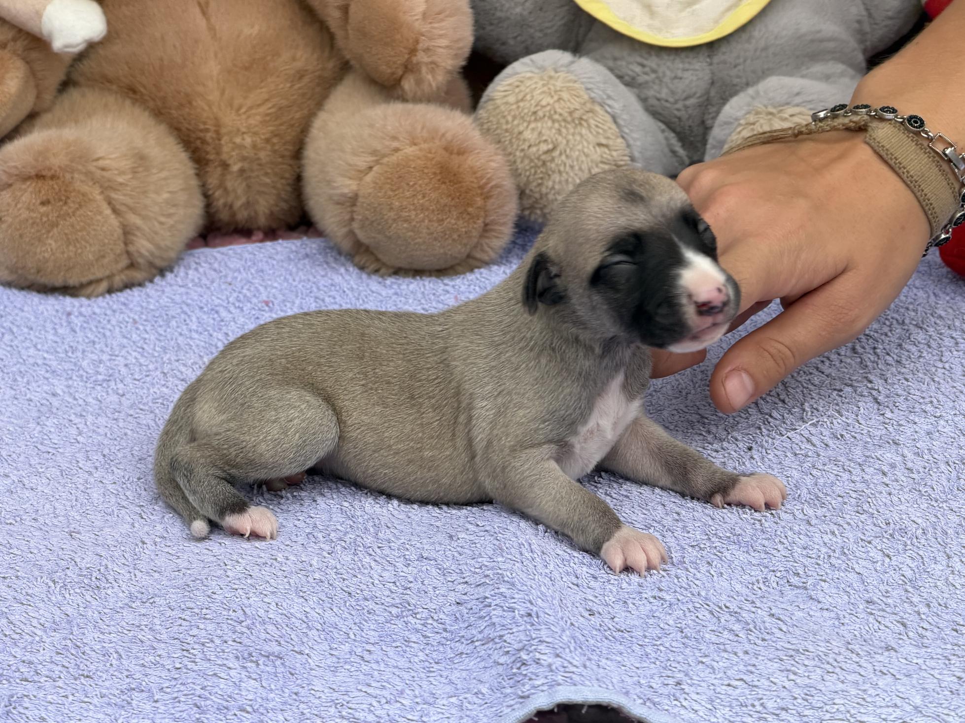 chiot disponible
