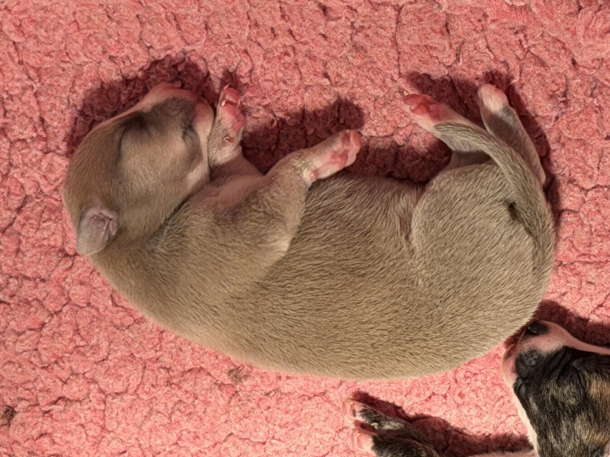 chiot disponible