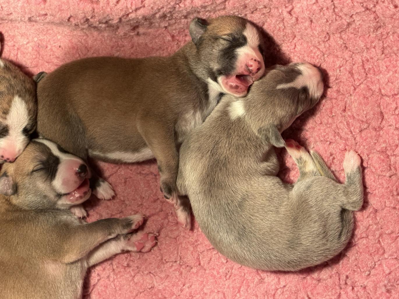 chiot disponible
