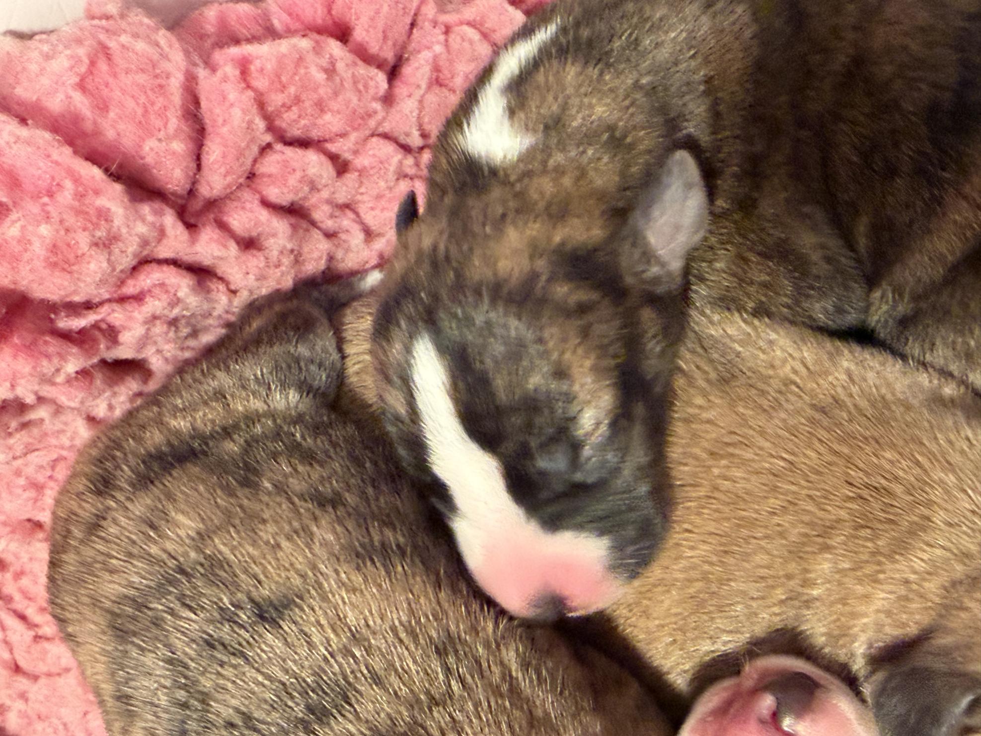 chiot disponible