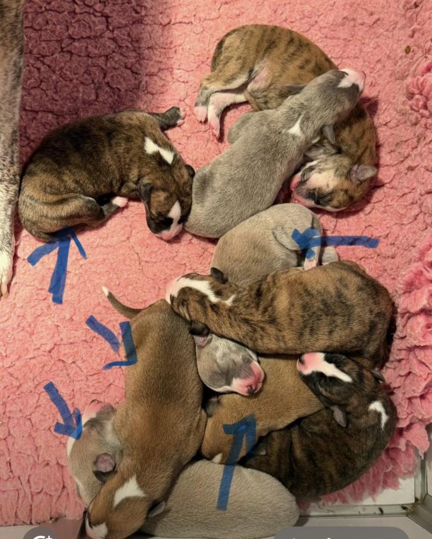 Chiot Whippet Disponible