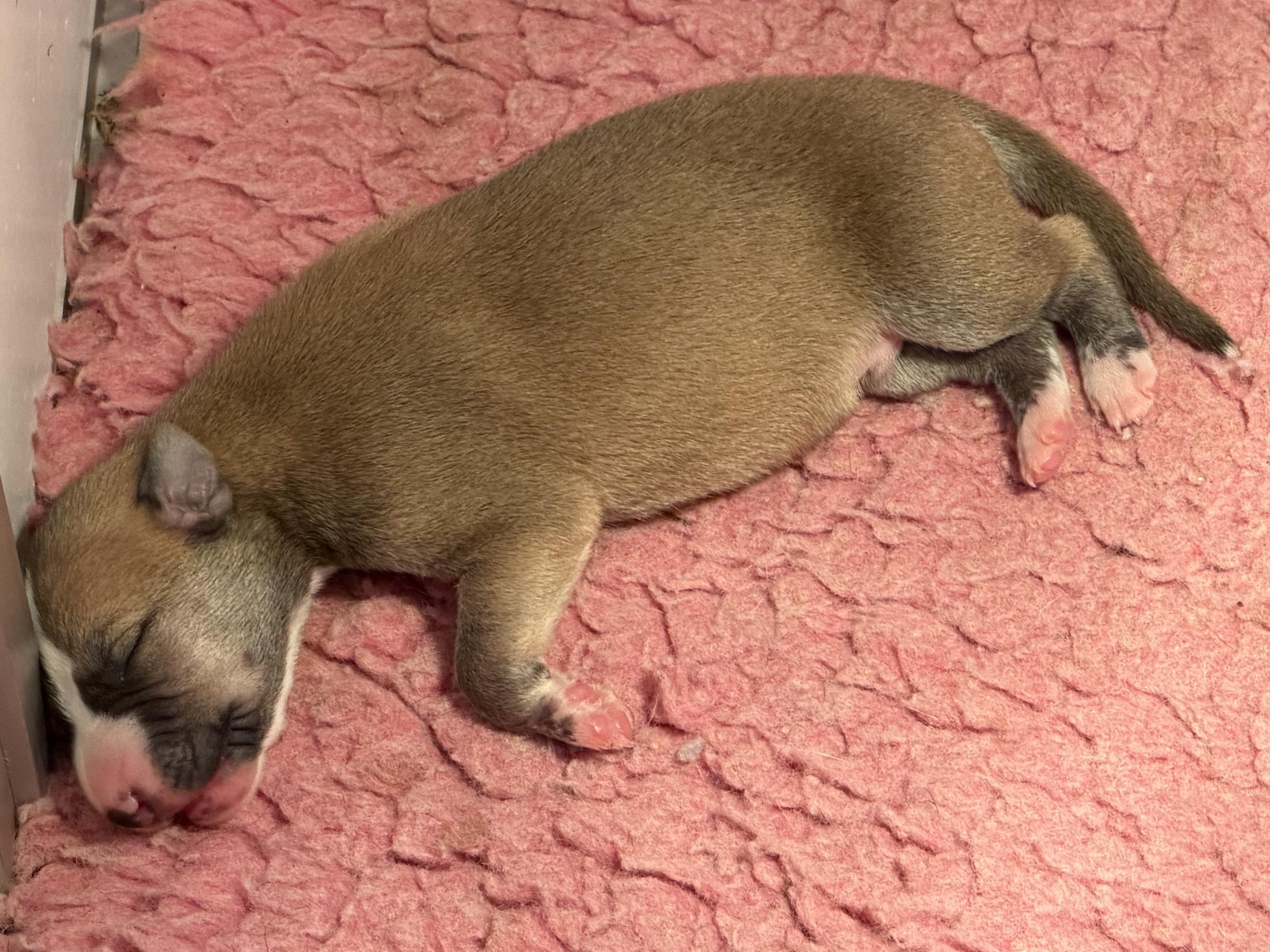 chiot disponible