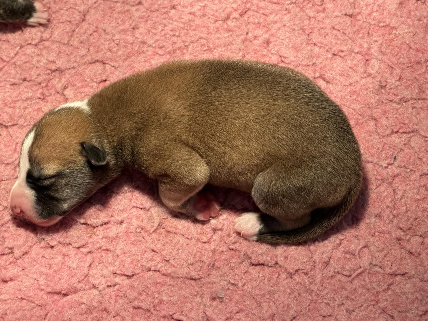 chiot disponible