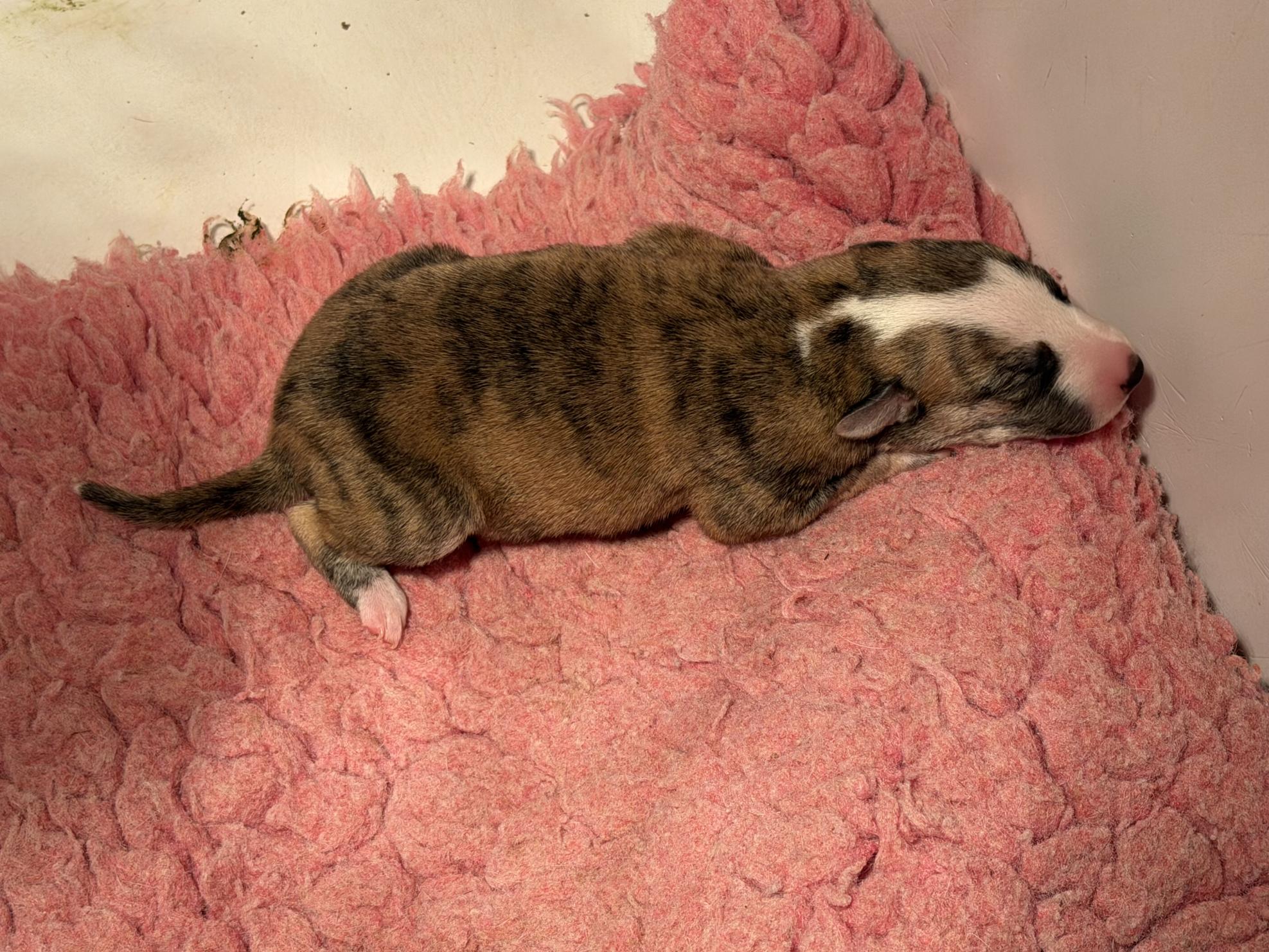 chiot disponible