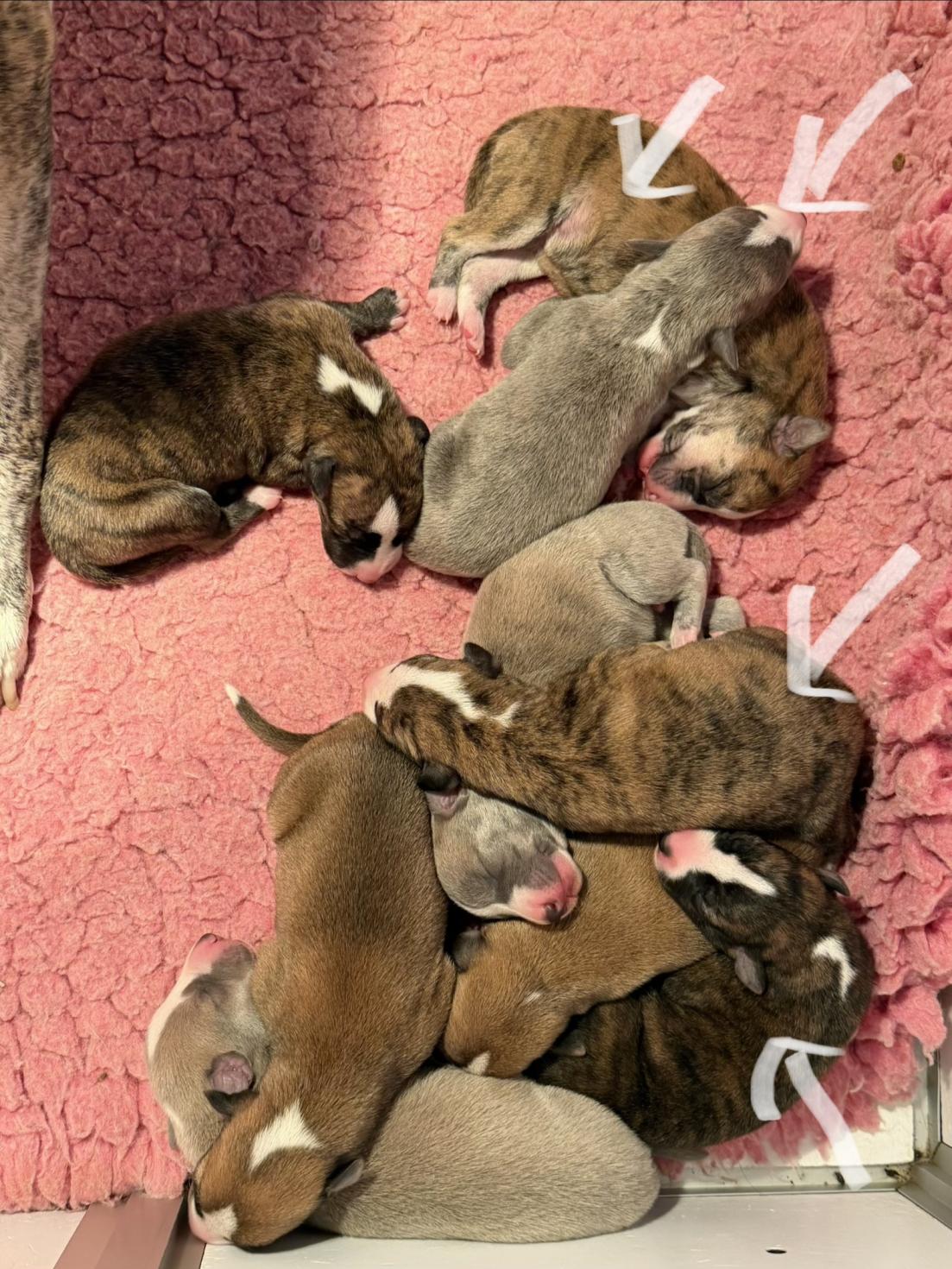 Chiot Whippet Disponible
