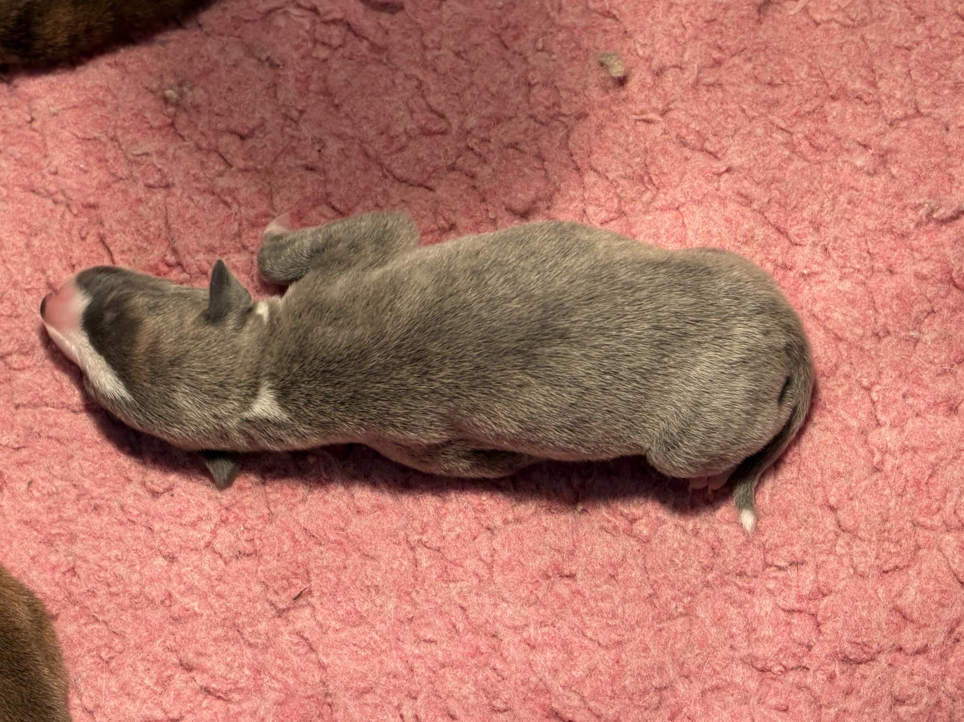 chiot disponible