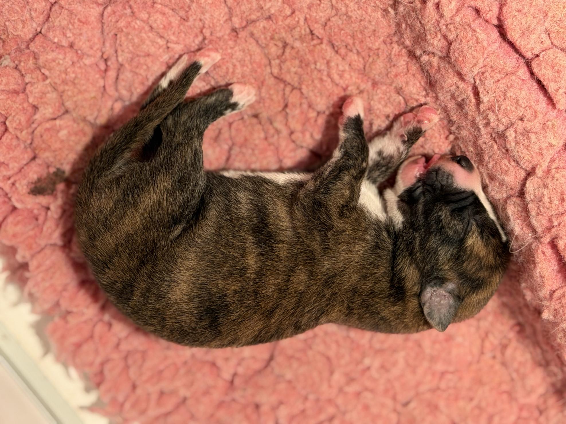 chiot disponible