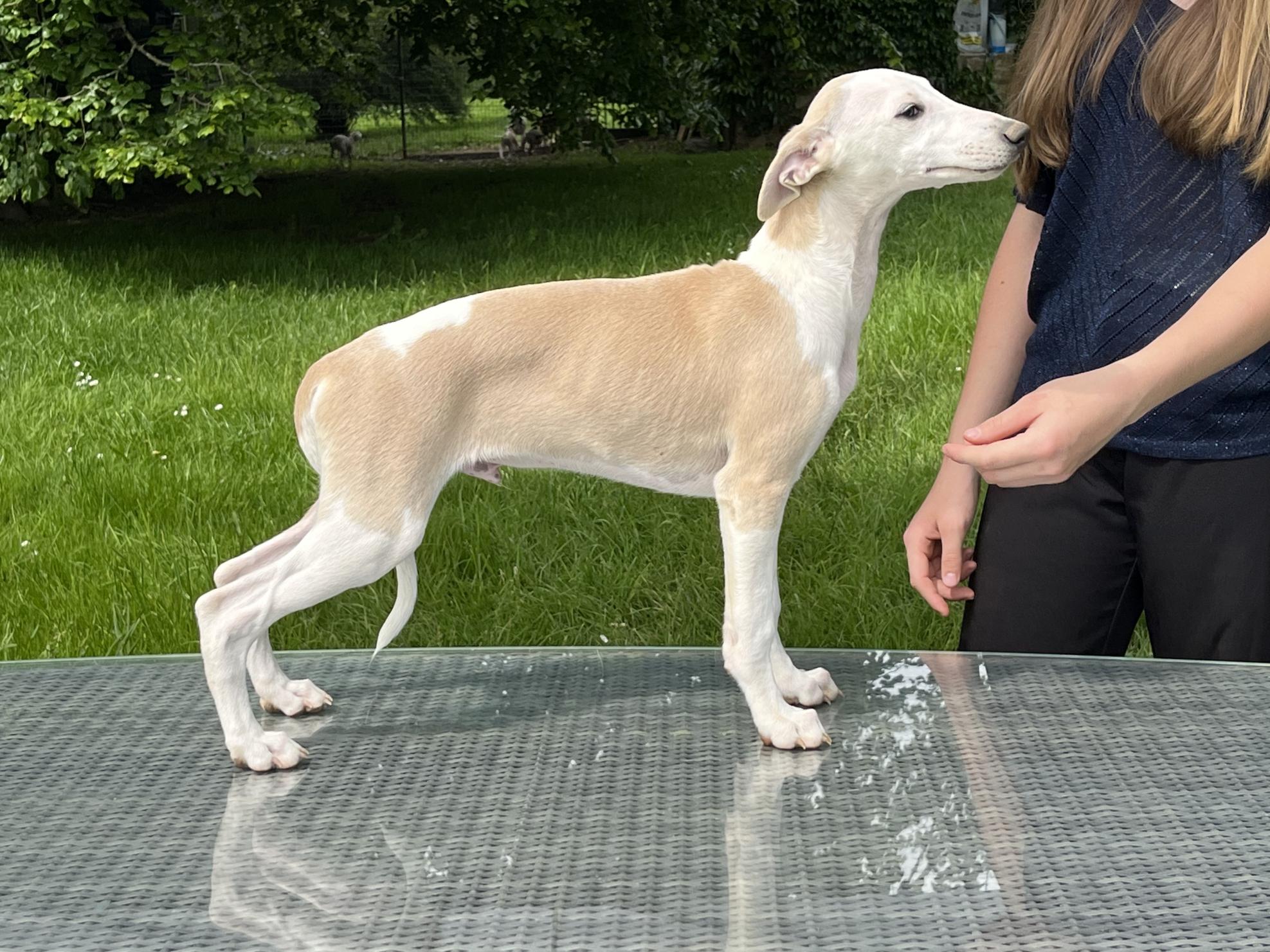 Chiot Whippet Disponible
