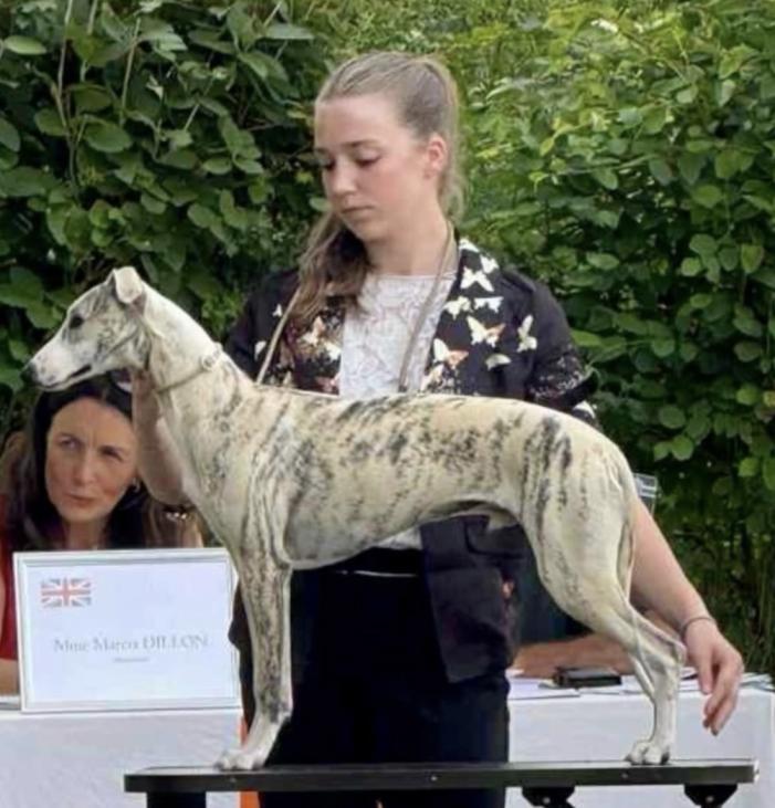 Chiot Whippet Disponible