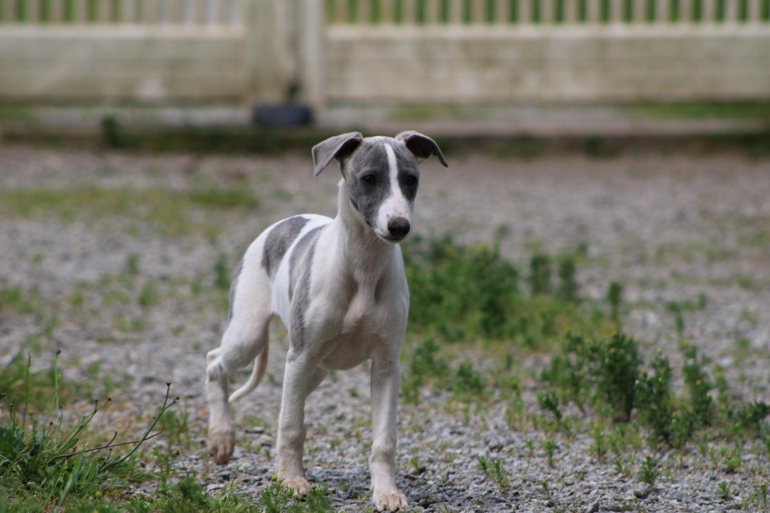 chiot disponible