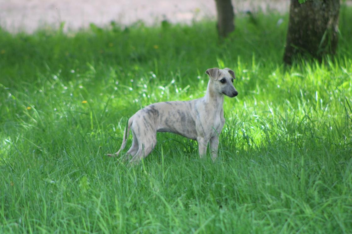 chiot disponible