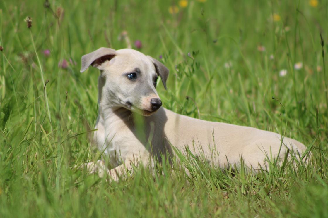 chiot disponible