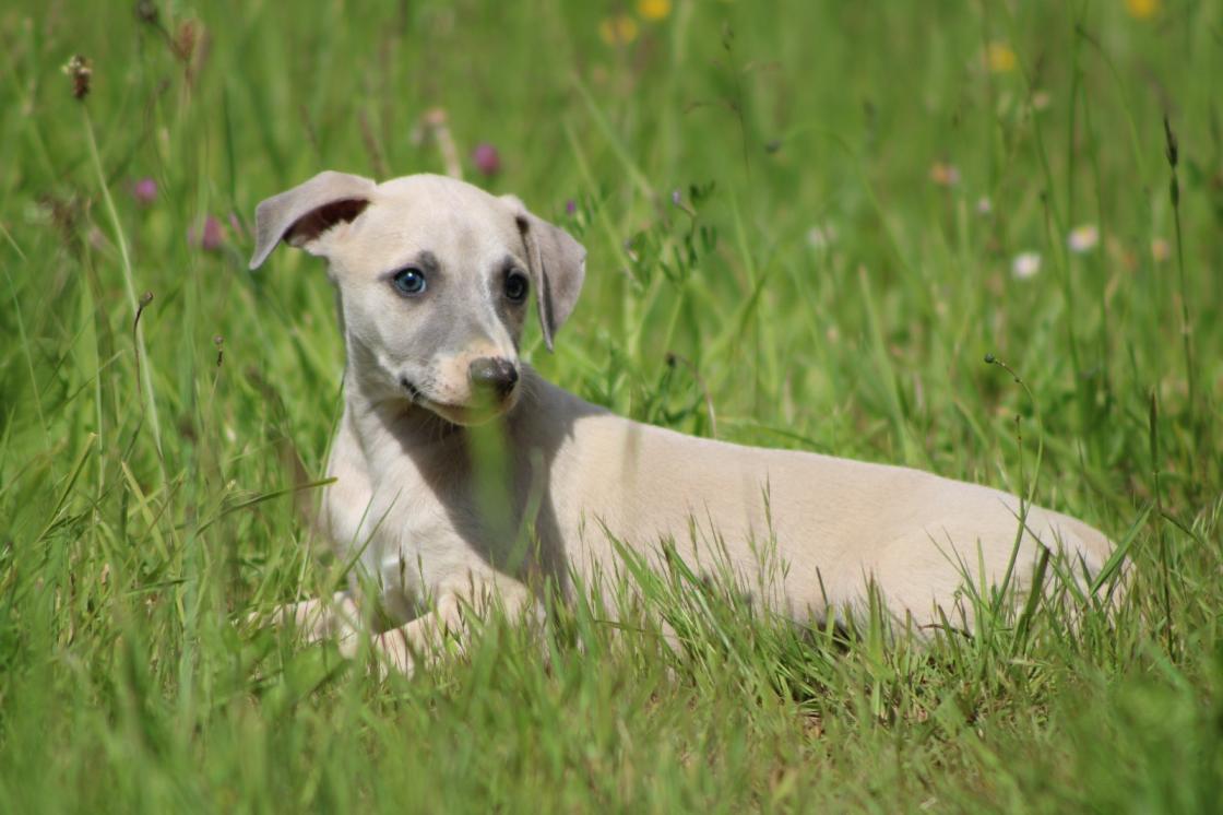 chiot disponible