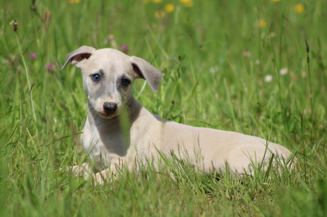 chiot disponible