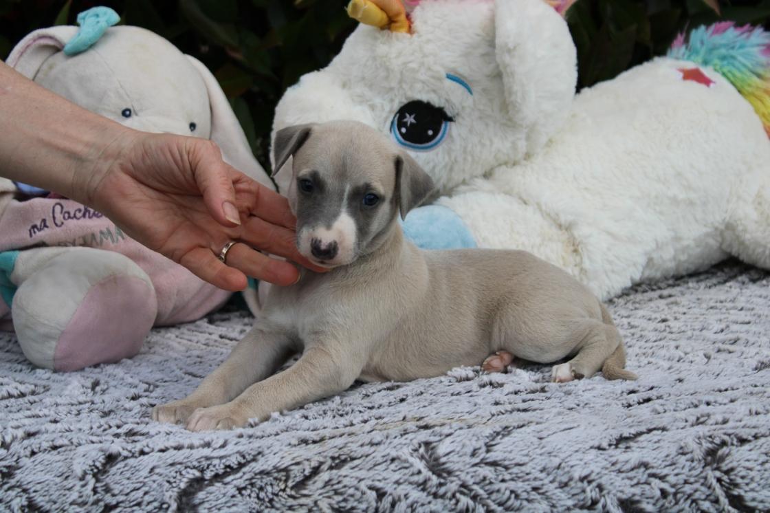 chiot disponible