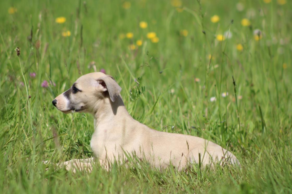 chiot disponible