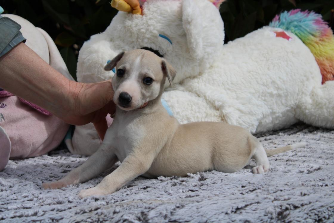 chiot disponible