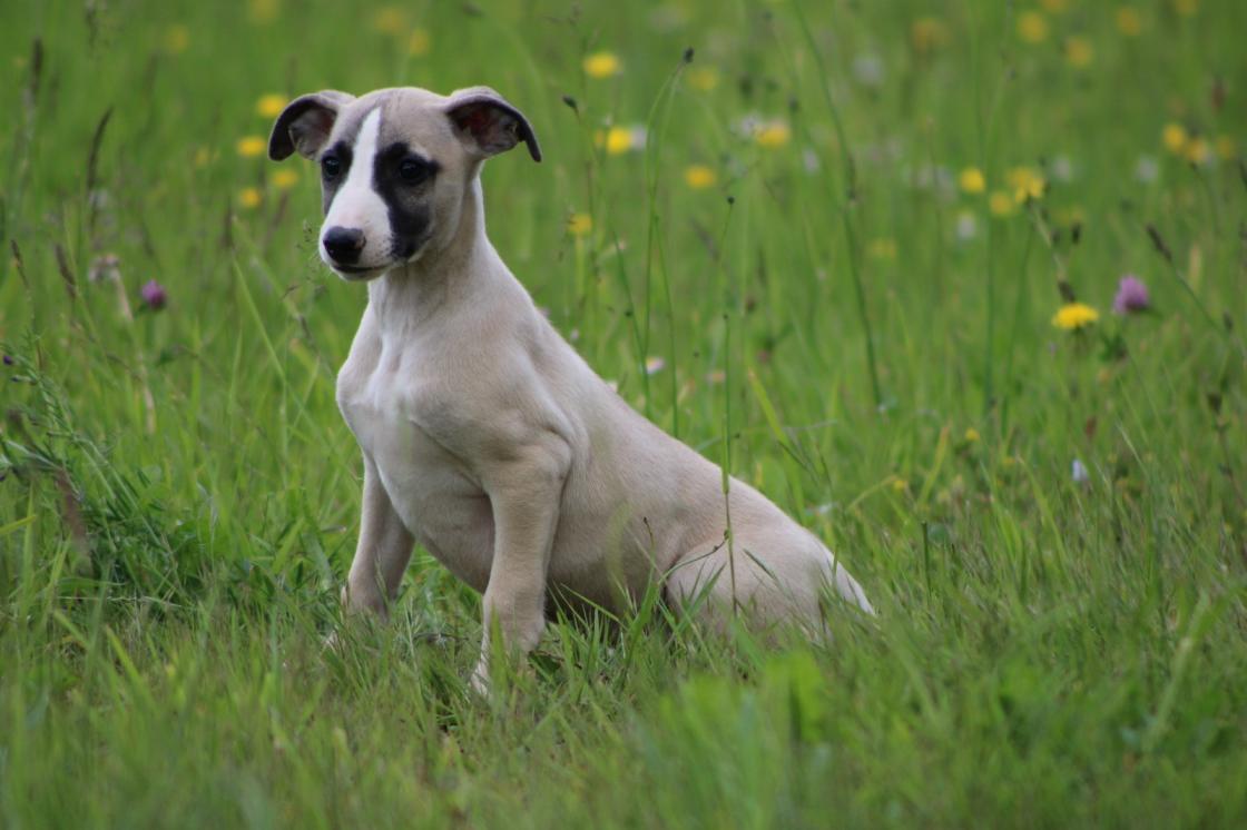 Chiot Whippet Disponible