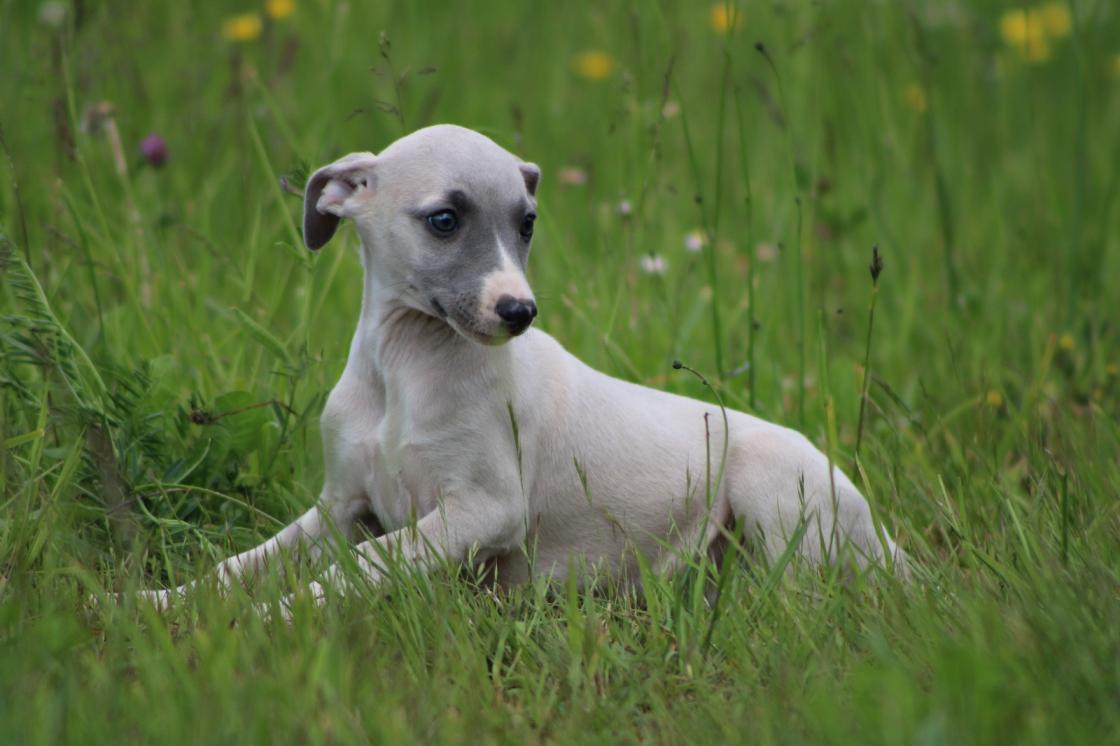 chiot disponible