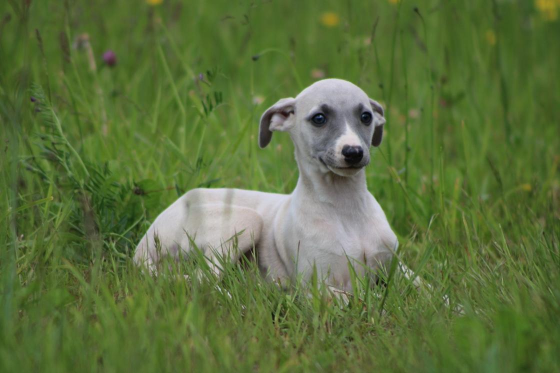 chiot disponible