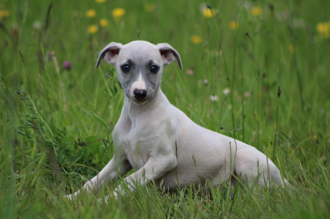 chiot disponible