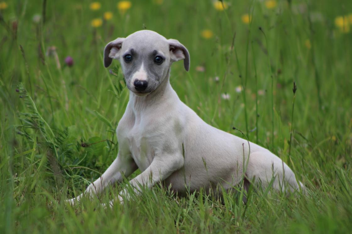 chiot disponible