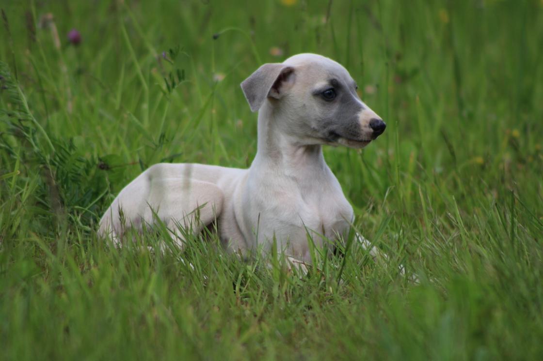 chiot disponible