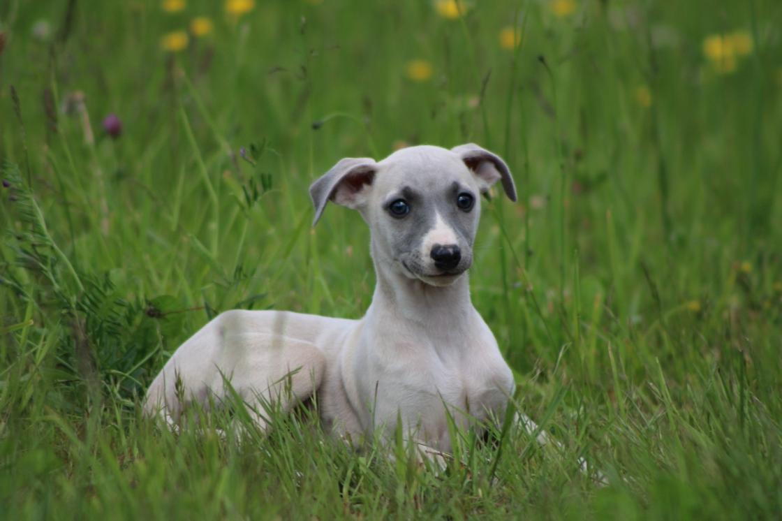 chiot disponible