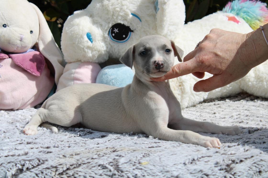 chiot disponible