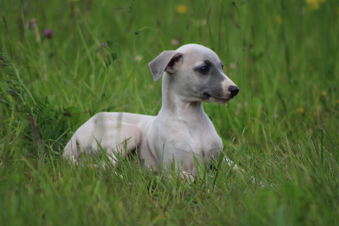 chiot disponible