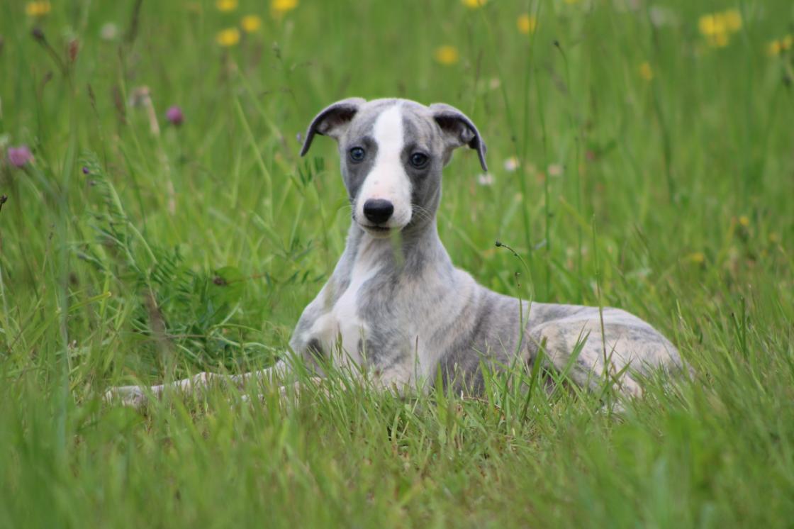 Chiot Whippet Disponible