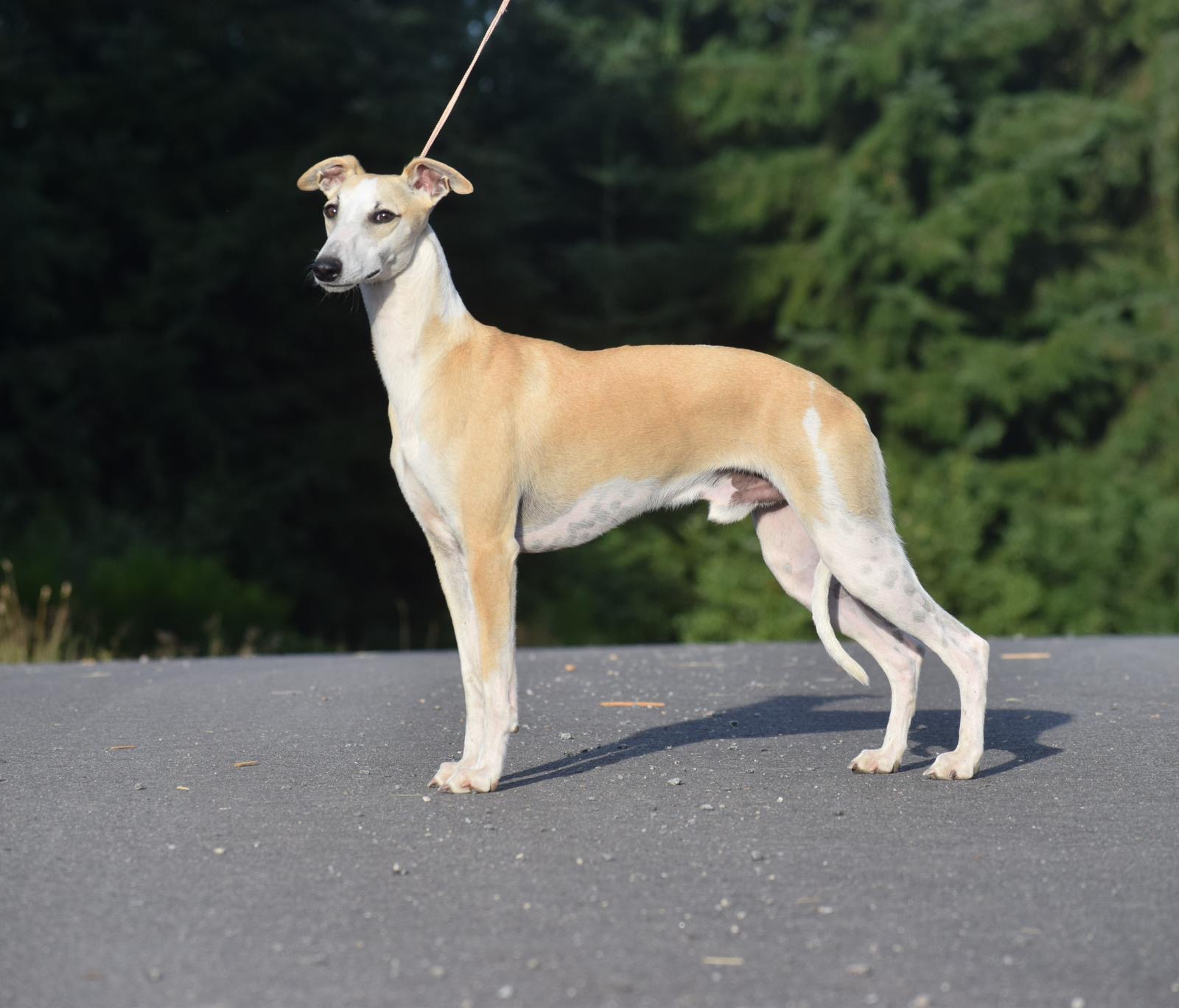 Velvet de la romance des Damoiseaux 