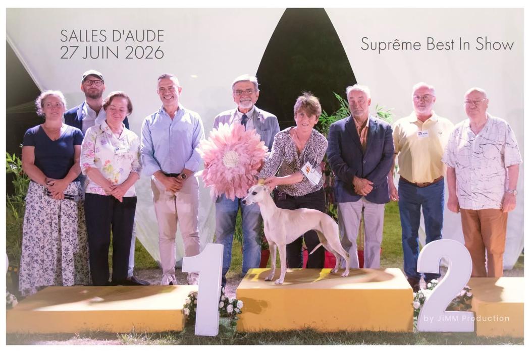 L apothéose en exposition canine pour nos whippets