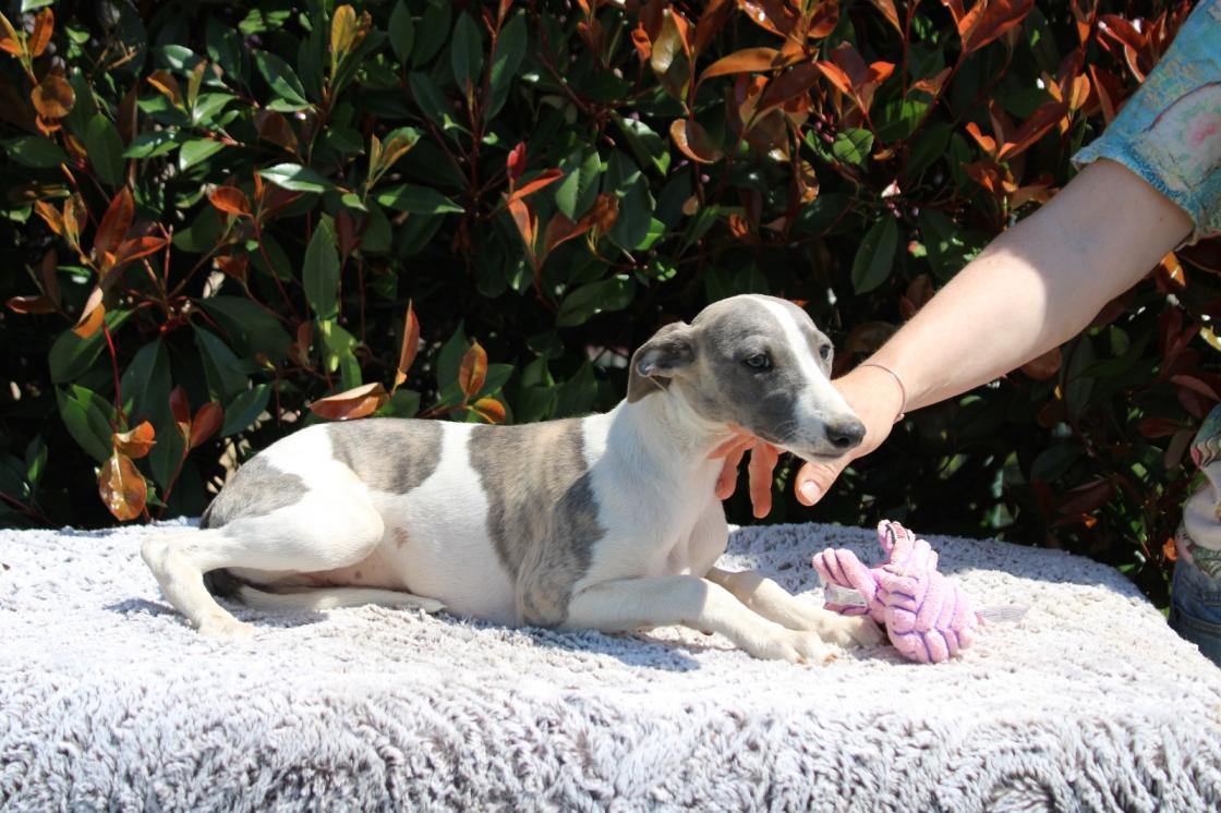 chiot disponible
